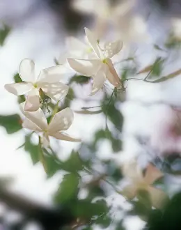 Dappled: Jasmine