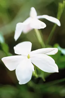 Jasminum: Jasmine