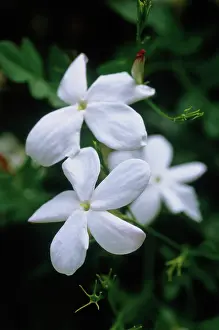 Jasminum: Jasmine