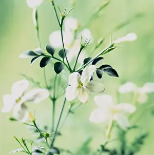 Jasminum: Jasmine