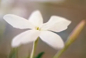 Jasminum: Jasmine