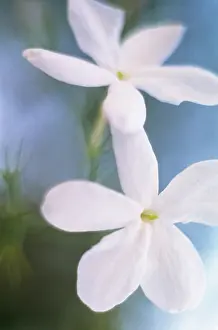 Condolence: Jasmine