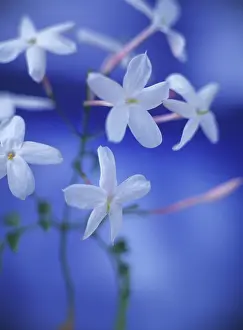Jasminum: Jasmine