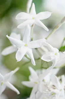 Jasminum: Jasmine