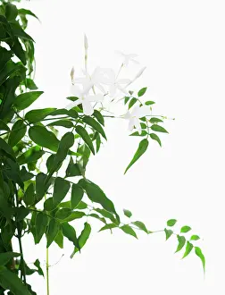 Jasminum: Jasmine