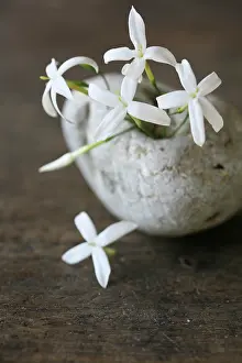 Minimal: Jasmine