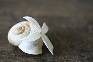 Minimal: Jasmine