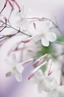 Officinale: Jasmine
