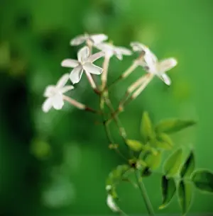 Uncluttered: Jasmine