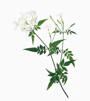 Creeper: Jasmine