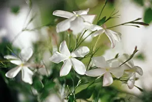 Smell: Jasmine