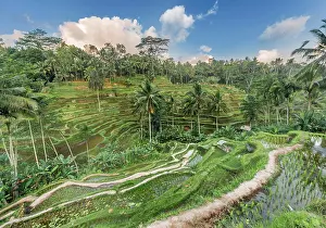 Terraces: Jatiluwih rice terraces, Penebel, Bali, Indonesia