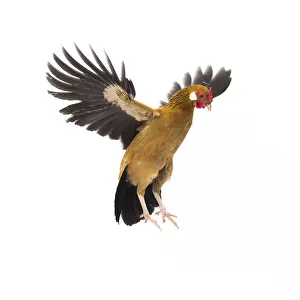 Yoga: Java Chicken Hen