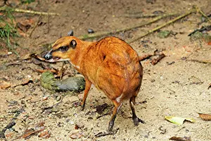 Javanicus: Java Mouse-deer