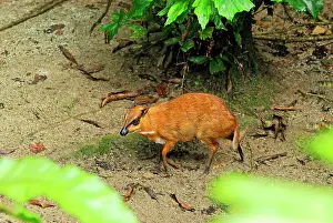 Javanicus: Java Mouse-deer