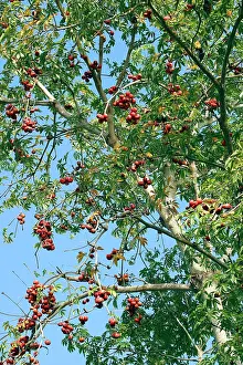 Olives: Java Olive