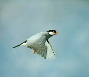 Aviary: Java Sparrow - In flight side view wings down, cage bird