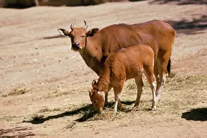 Javan: Javan Banteng - with calf
