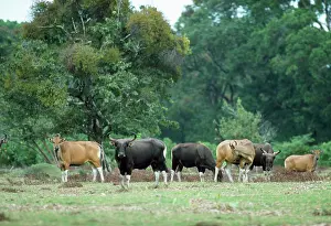 Javan: Javan BANTENG - group