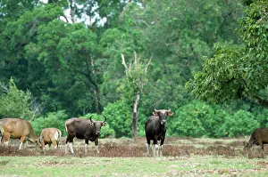 Javan BANTENG - group