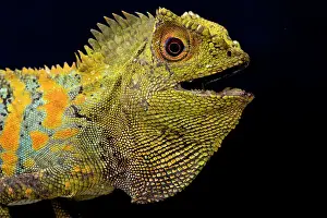 Gonocephalus: Javan Humphead Lizard (Gonocephalus chamaeleontinus)