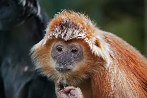 Javan: Javan Langur or Javan Lutung (trachypithecus auratus)