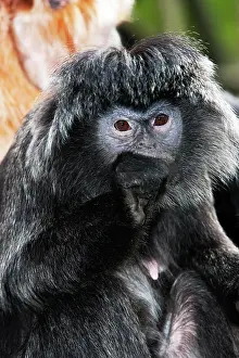 Javan: Javan Langur or Javan Lutung (trachypithecus auratus), Adult