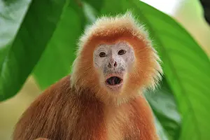 Javan: Javan lutung / Ebony langur - portrait - yellowish