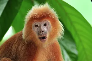 Javan: Javan lutung / Ebony langur - portrait - yellowish