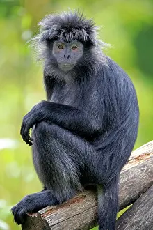 Javan: Javan lutung (Trachypithecus auratus), adult, sitting