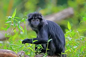 Javan: Javan lutung (Trachypithecus auratus), adult, sitting