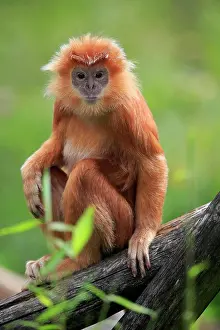 Javan: Javan lutung (Trachypithecus auratus), orange morph