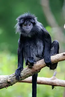 Javan: Javan lutung (Trachypithecus auratus), adult, on