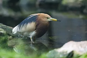 Javan: Javan pond-Heron - stalking fish in pond, native