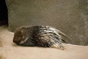 Javan: JAVAN PORCUPINE