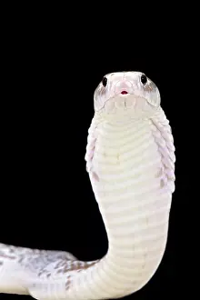 Java: Javan spitting cobra (Naja sputatrix), Java, Indonesia
