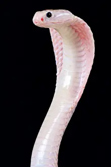 Java: The Javan spitting cobra (Naja sputatrix) is able