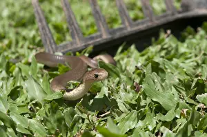 Javan: Javan Spitting Cobra Snake - on grass by rake -
