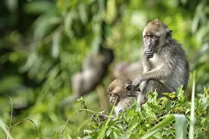 Malaysia: Javanese monkey (Macaca fascicularis)