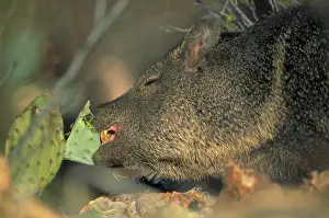 Javelinas: Javelina / Peccary - feeding