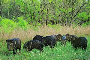 Javelinas: Javelinas / Collared Peccaries - Among wildflowers