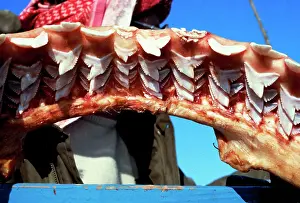 Metre: Jaw of a 4 metre tiger shark, replaceable teeth in 9 rows
