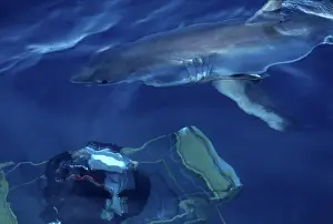Carcharias: JAWS, Great White Shark - Ron Taylor outside the