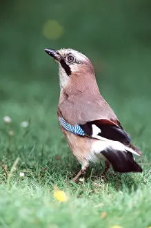 Jays: JAY