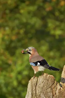 Acorns: Jay - With Acorn