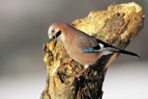 Acorns: Jay - with acorn in beak