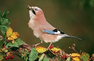 Acorns: JAY - With acorn in beak