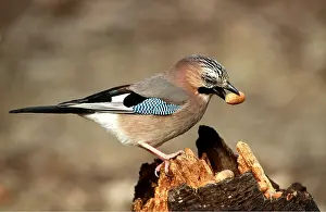 Acorn: JAY - with acorn in beak