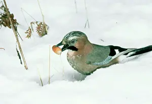 Acorns: Jay - With acorn in snow