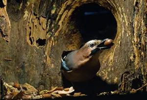 Monica Goth: Jay - adding to acorn store in hollow tree